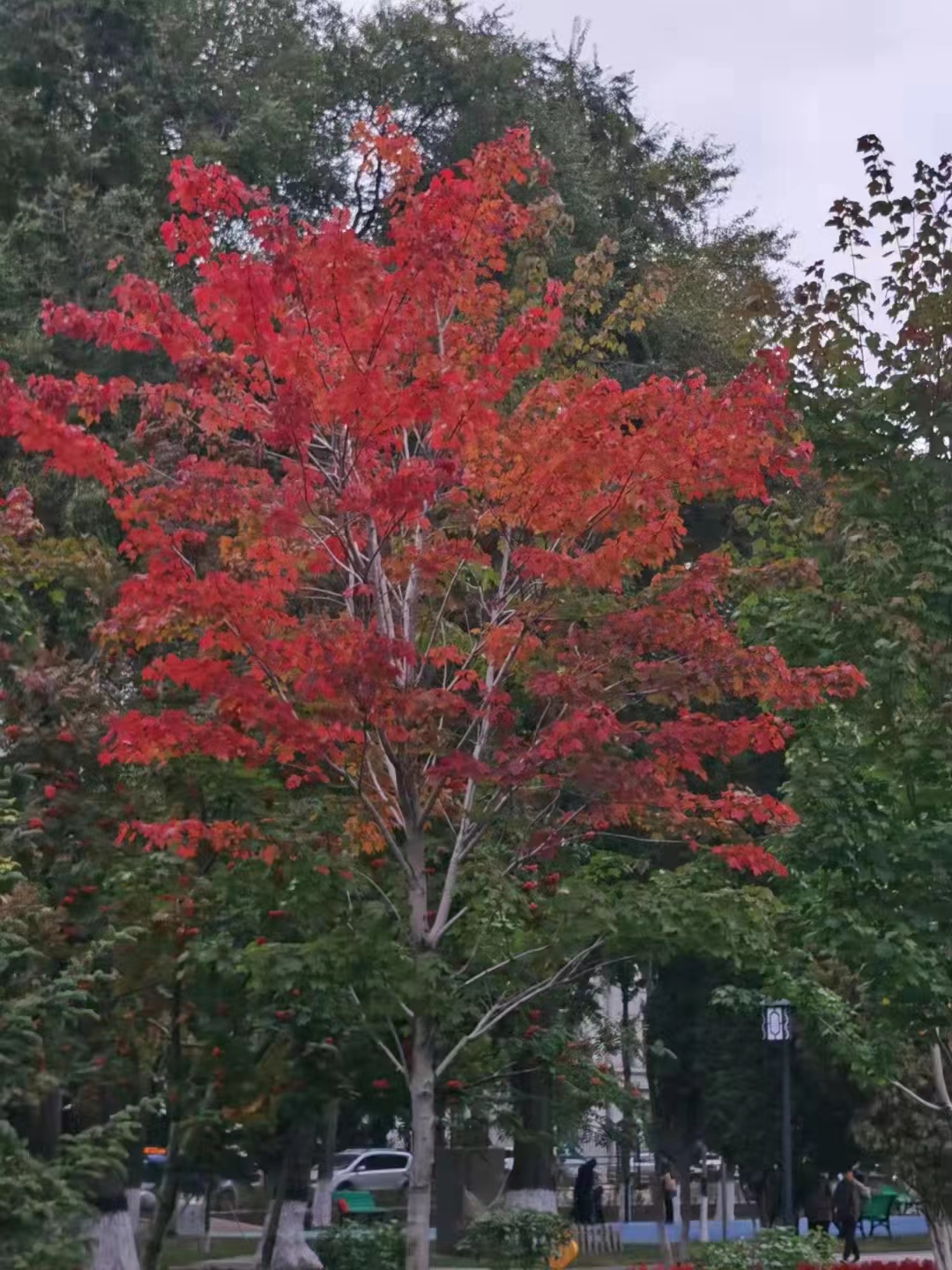 富錦市老科協朱福昌：楓葉紅了.jpg